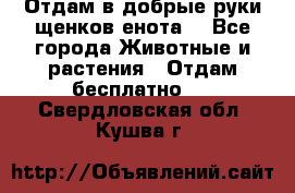 Отдам в добрые руки щенков енота. - Все города Животные и растения » Отдам бесплатно   . Свердловская обл.,Кушва г.